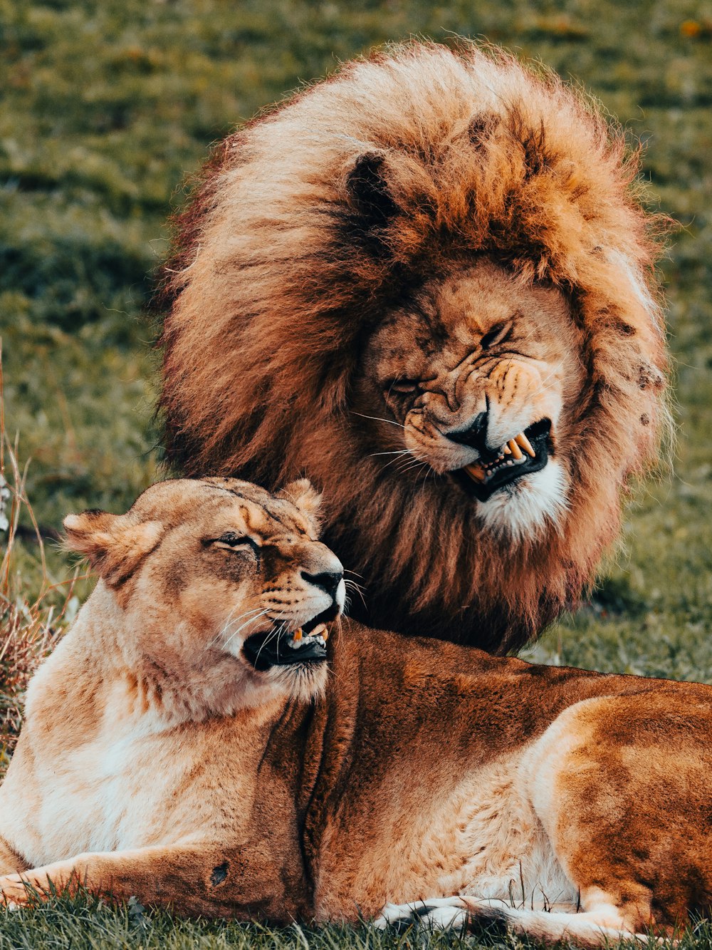 a couple of lions laying on top of a lush green field