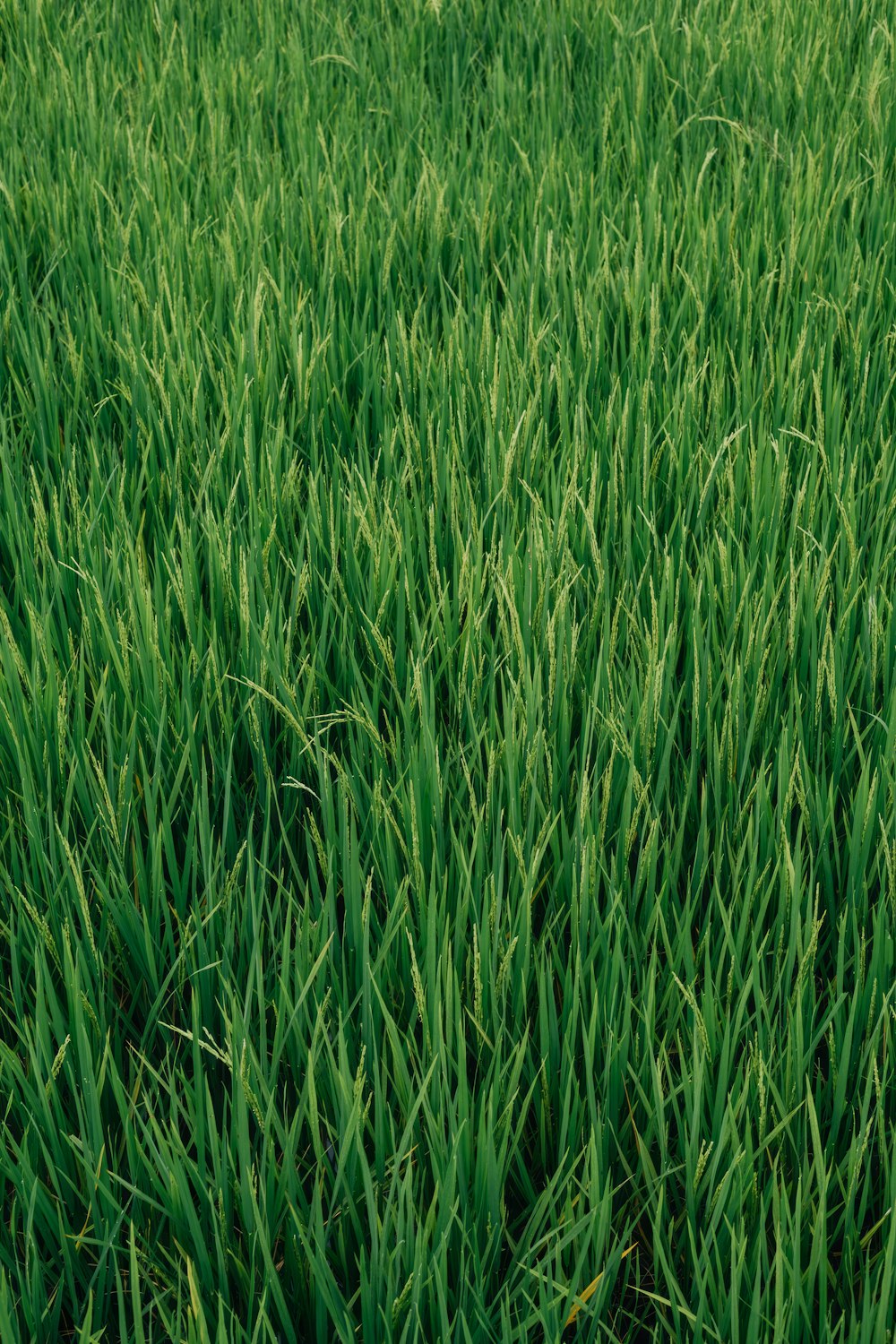 a close up of a field of green grass