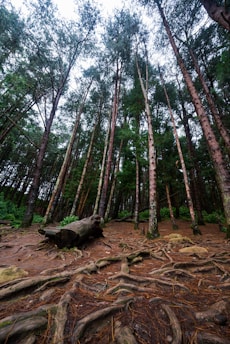 Tall pine trees stretch towards the sky in a dense forest, with a clear view of the intricate network of roots on the forest floor. A fallen tree trunk lies among the roots, surrounded by scattered rocks and patches of green foliage. The scene is enveloped in a serene and natural environment.