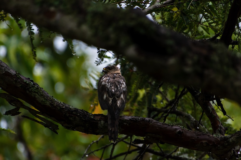 a bird sitting on a branch of a tree