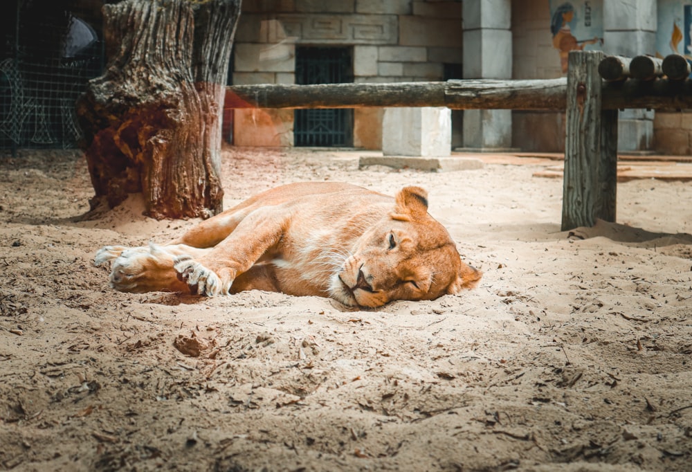 a large brown dog laying on top of a sandy ground