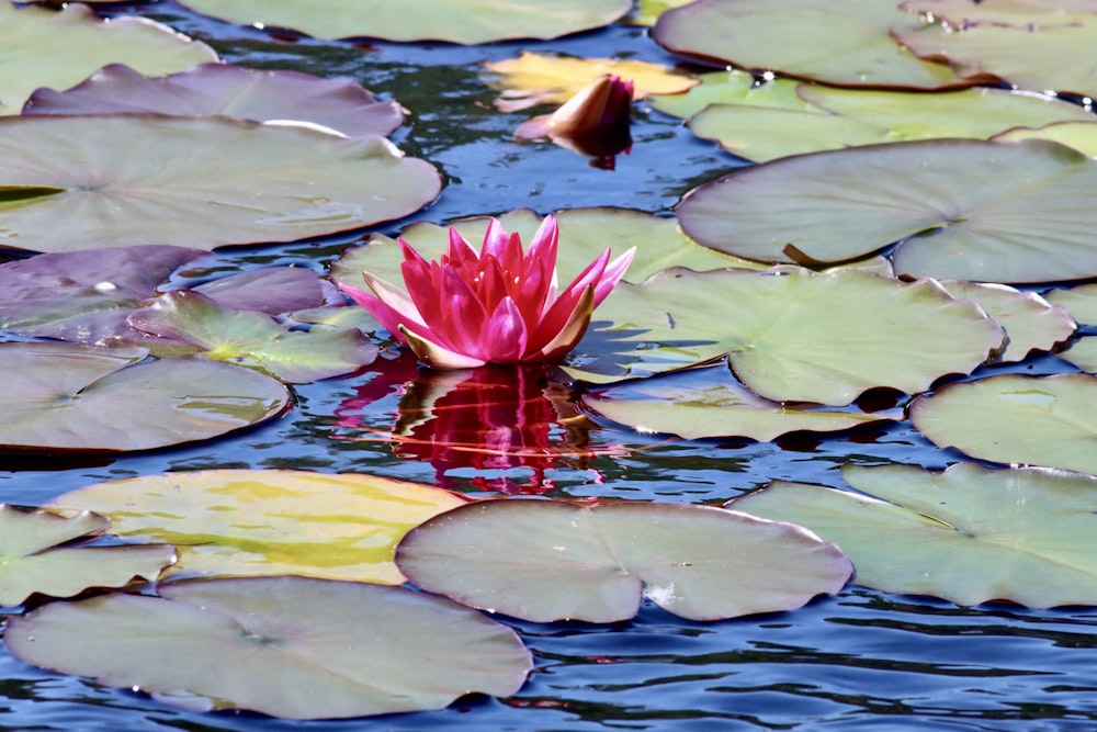 a pink water lily floating on top of a lake