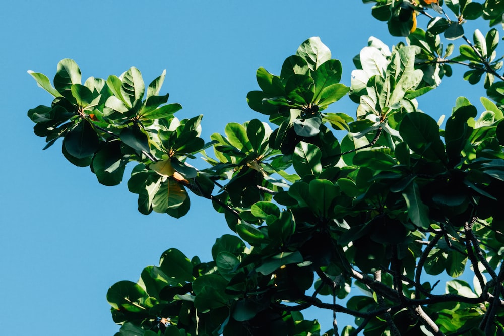 a tree branch with green leaves against a blue sky