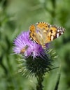 two butterflies are sitting on a purple flower