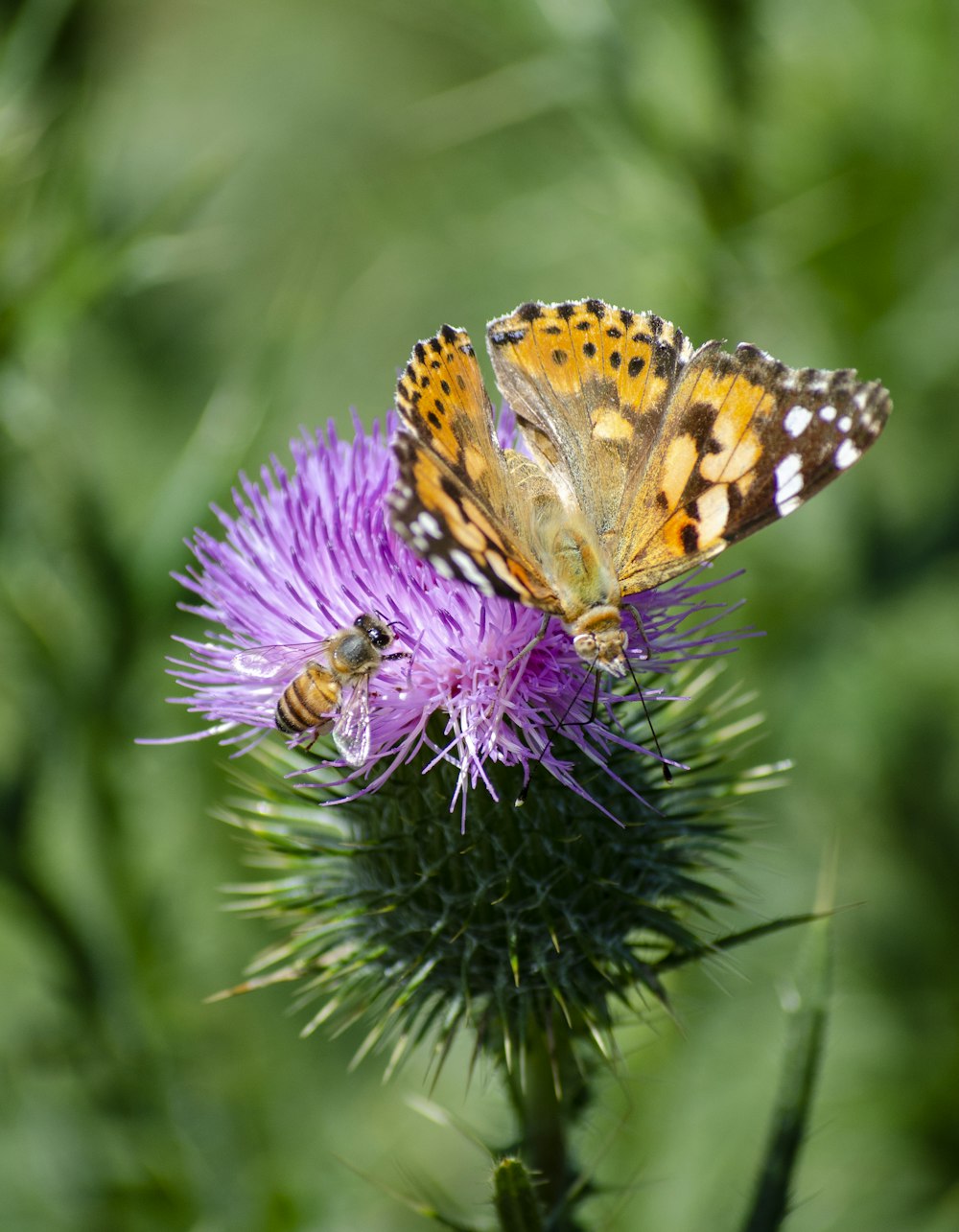 two butterflies are sitting on a purple flower