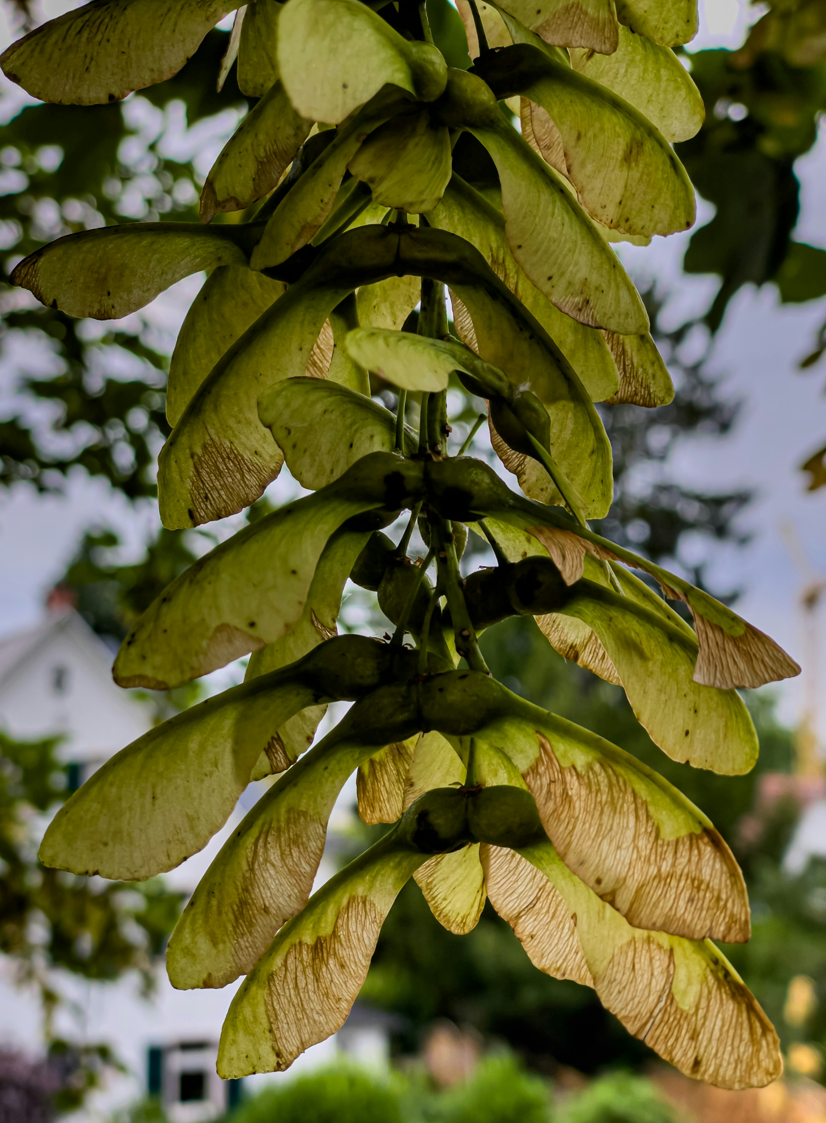 a close up of a green plant with leaves