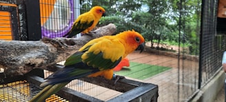 Two vibrant parrots perch on a wooden branch inside a mesh enclosure. The parrots have bright yellow and green feathers with orange around their faces. The background shows blurred greenery and a fenced area, suggesting an outdoor aviary setting.