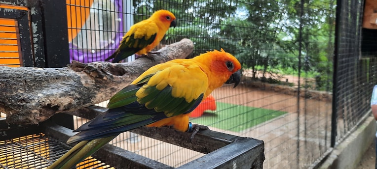 Two vibrant parrots perch on a wooden branch inside a mesh enclosure. The parrots have bright yellow and green feathers with orange around their faces. The background shows blurred greenery and a fenced area, suggesting an outdoor aviary setting.