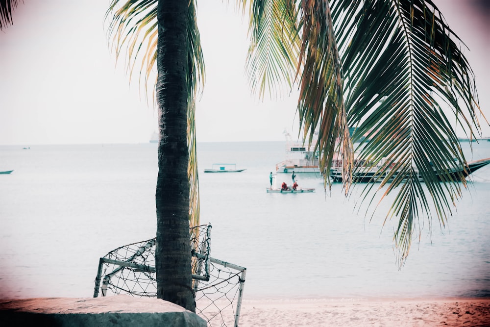 a palm tree sitting next to a beach