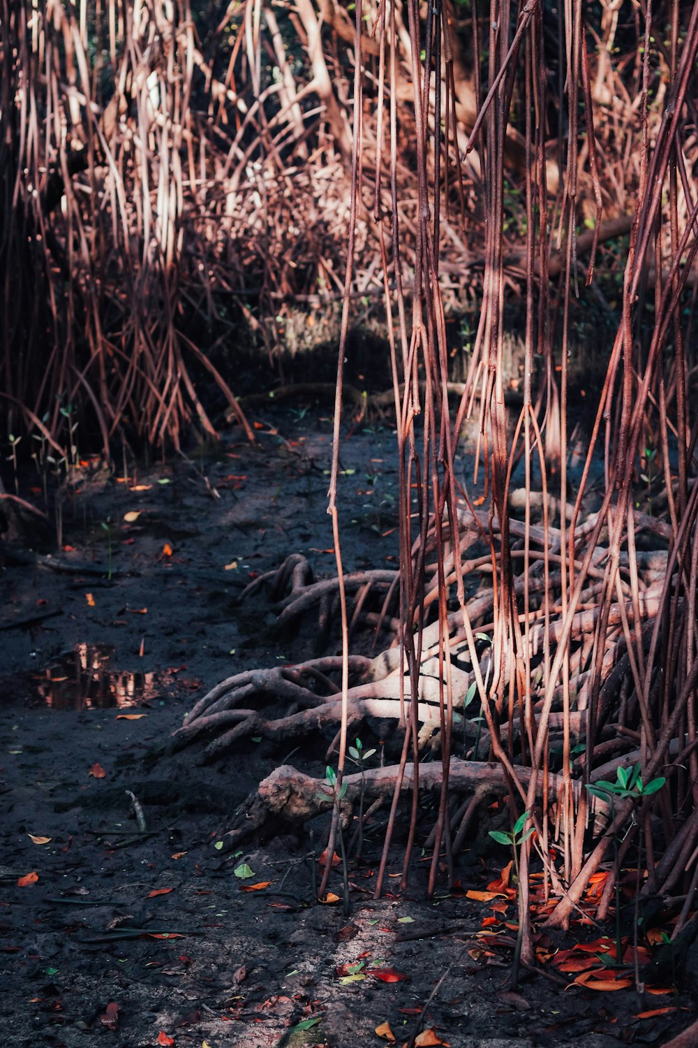 a cat sitting in the middle of a forest