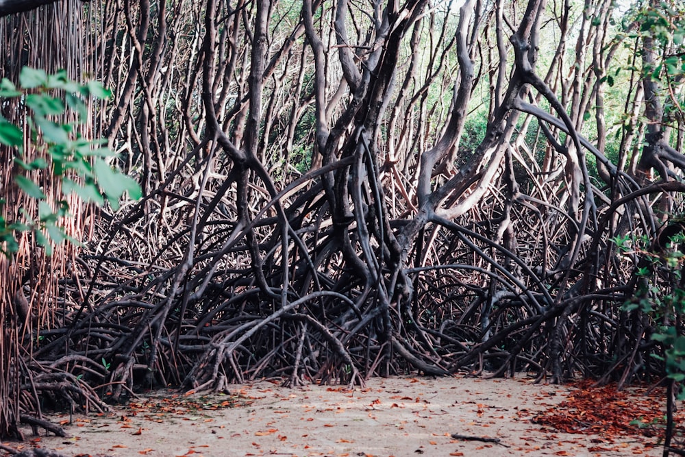 a bunch of trees that are standing in the dirt