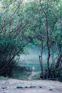 a body of water surrounded by trees and rocks