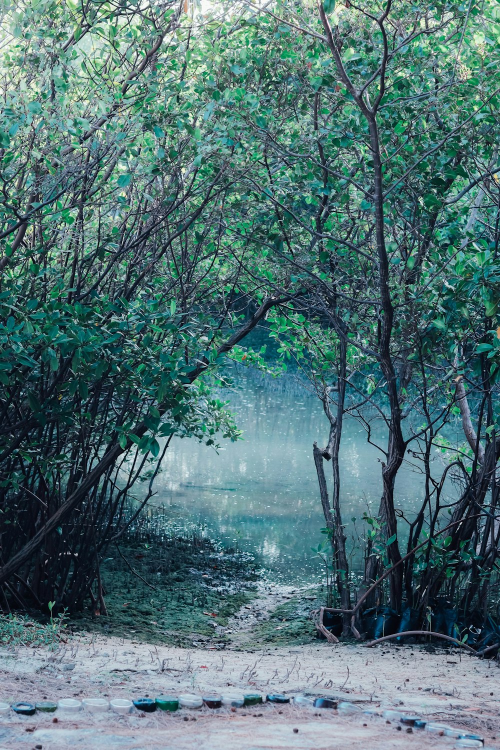 a body of water surrounded by trees and rocks