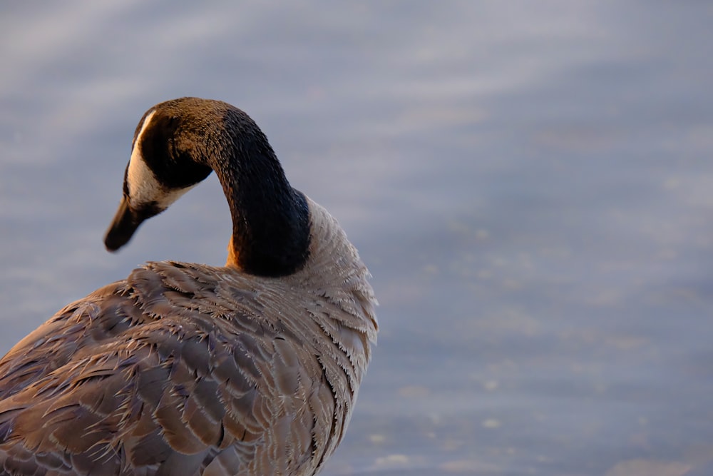 a close up of a duck in the water