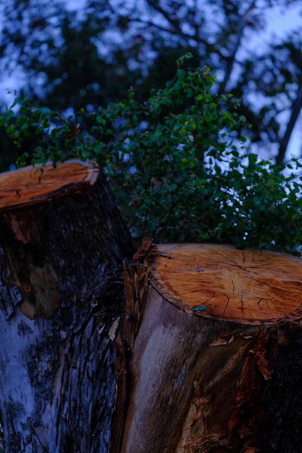 a bird perched on top of a tree stump