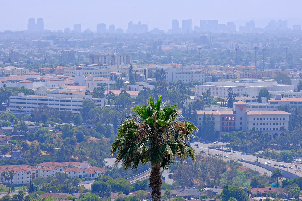 a view of a city with a palm tree in the foreground