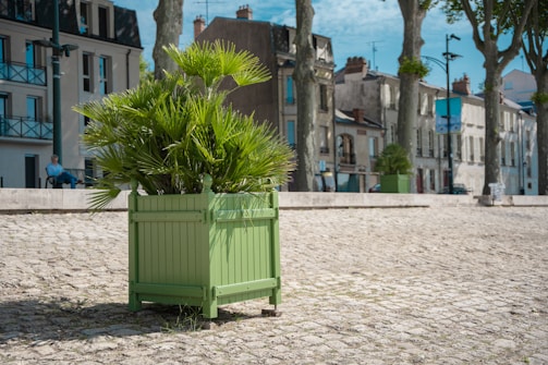 A green planter filled with lush, spiky leaves stands on a cobblestone promenade. In the background, a row of older buildings with multi-story facades and a well-dressed man seated on a bench offer an urban European atmosphere.
