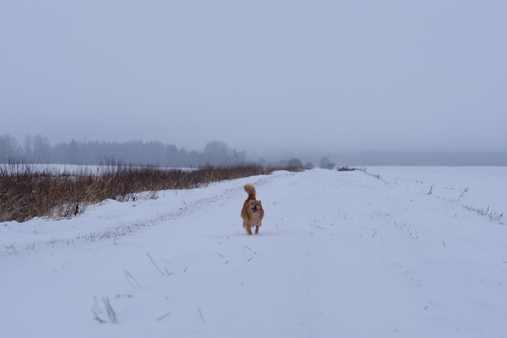 a dog running in the snow in a field