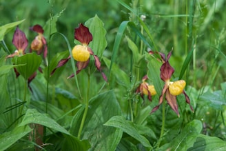 A cluster of wild orchids with vibrant yellow petals enclosed by deep red-brown sepals, surrounded by lush green leaves and grass.