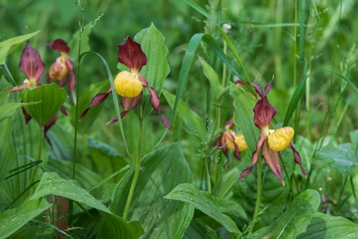 A cluster of wild orchids with vibrant yellow petals enclosed by deep red-brown sepals, surrounded by lush green leaves and grass.