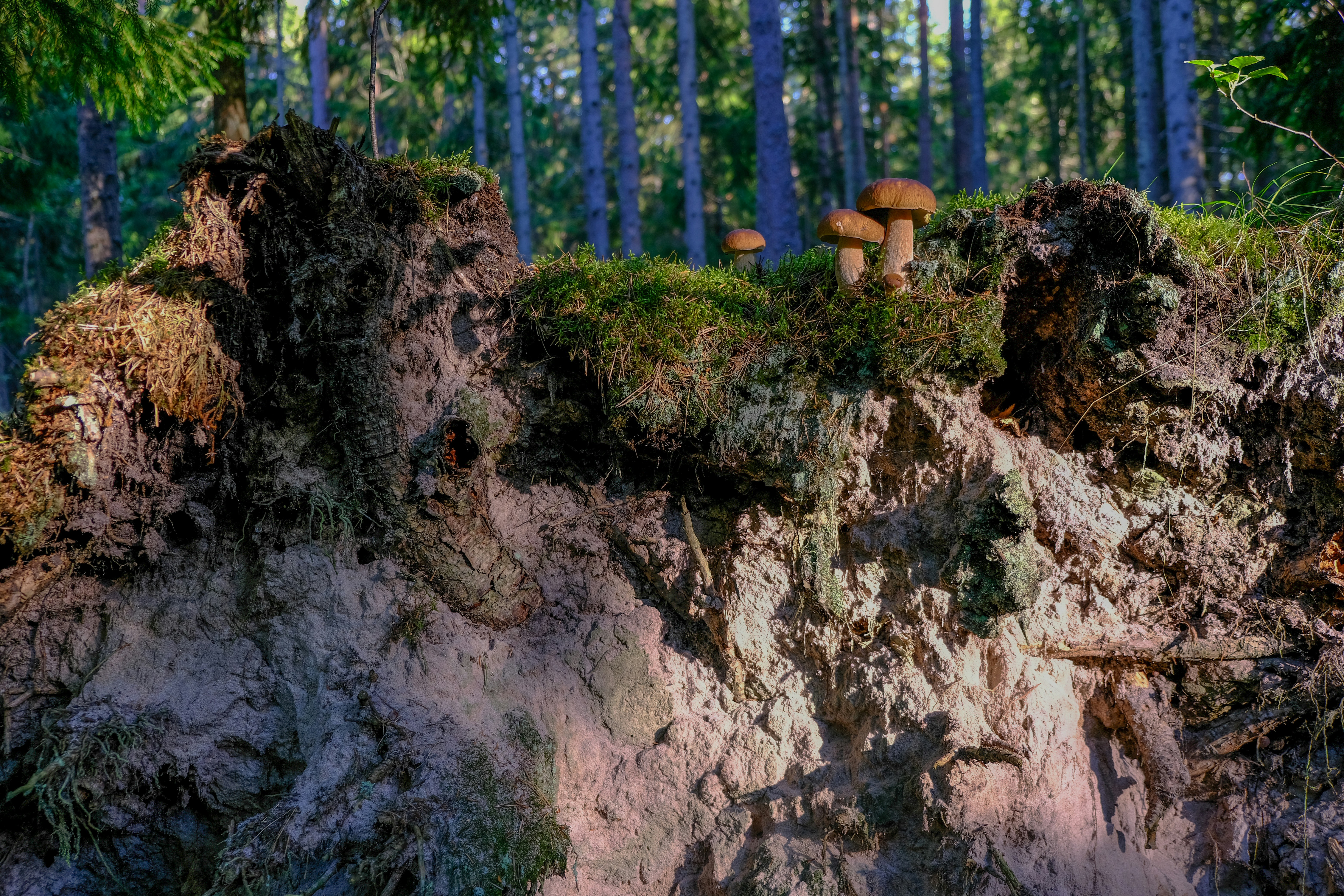 A variety of edible mushrooms