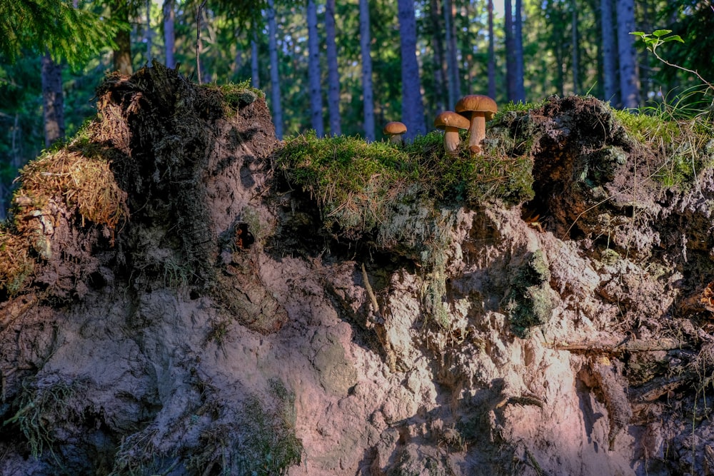 a group of mushrooms sitting on top of a cliff