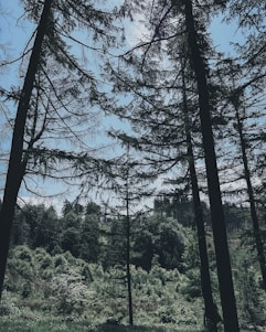 Tall trees with slender trunks stretch upwards, their green foliage forming a dense canopy against a bright sky. The forest floor is lush with vegetation, giving a sense of depth and tranquility to the woodland scene.
