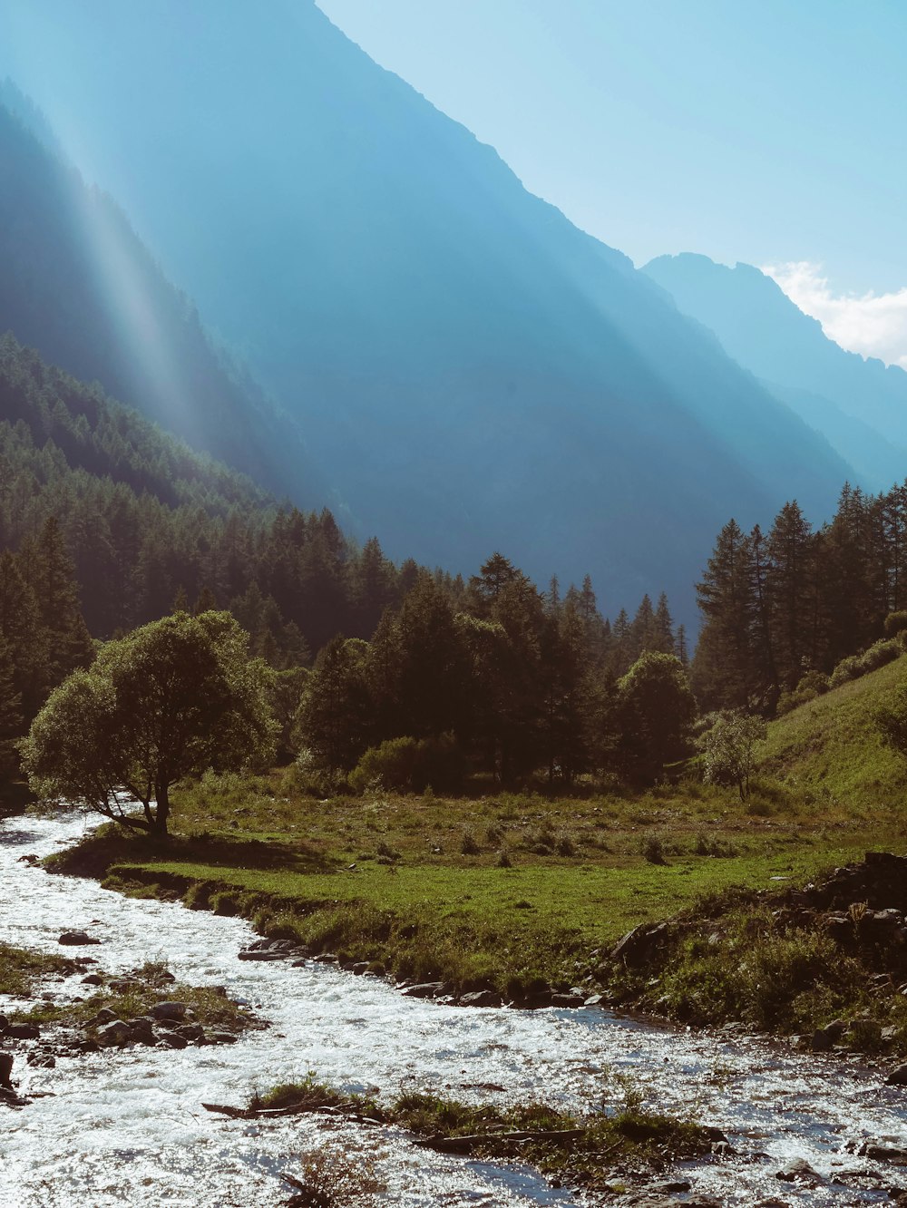 a river running through a lush green forest