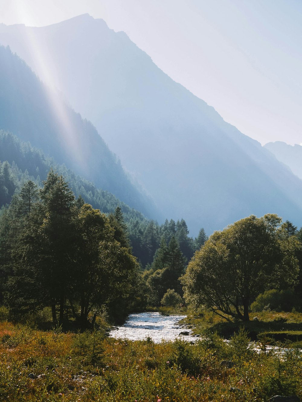 a river running through a lush green forest