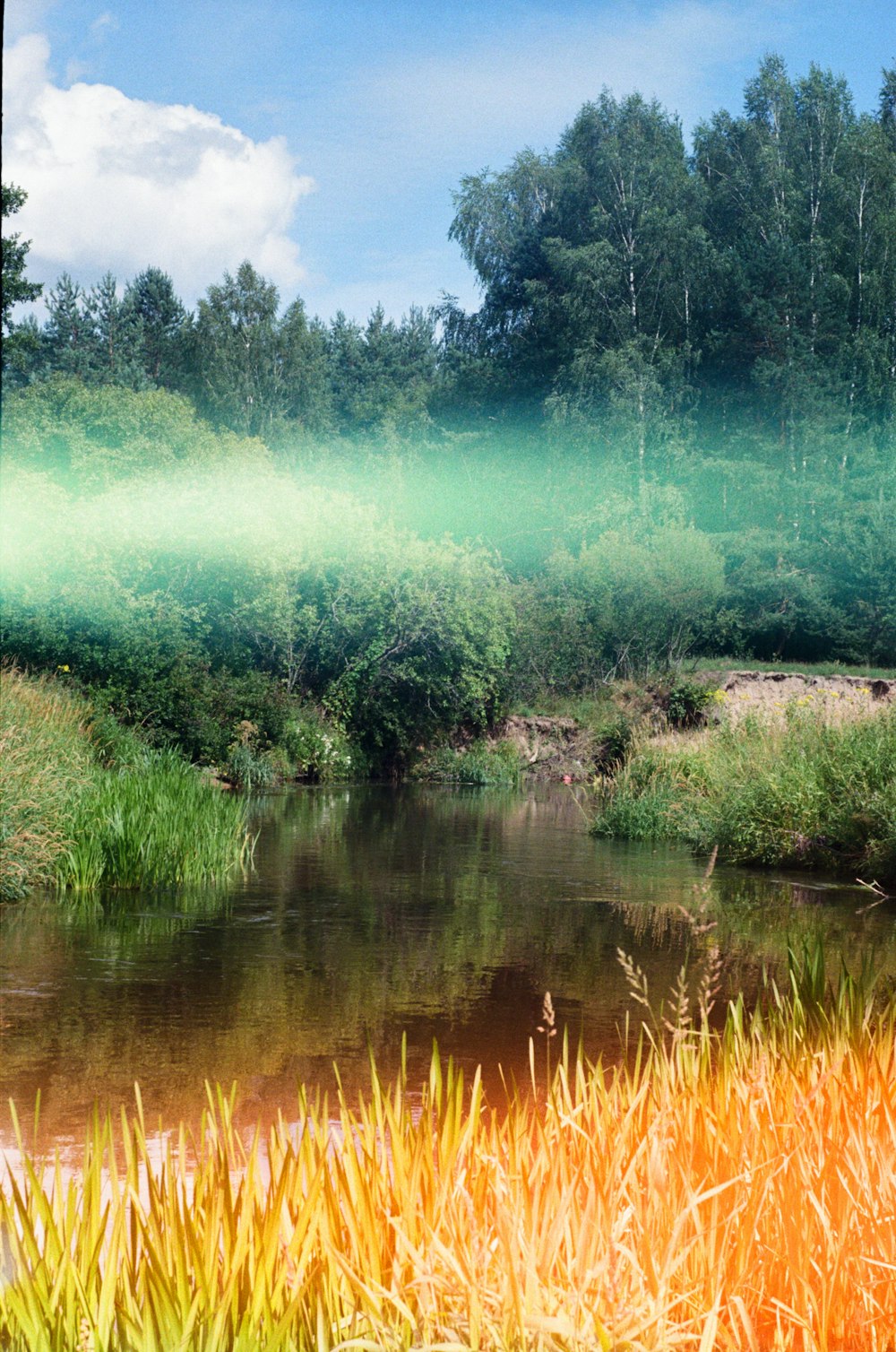 a stream running through a lush green forest