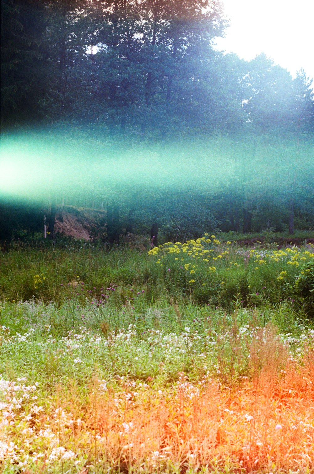 a fire hydrant in the middle of a field