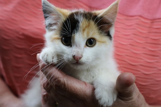 A small calico kitten with orange, black, and white fur is being gently held in someone's hands. The kitten's round eyes are looking directly at the camera. The person holding the kitten is wearing a pink shirt with a textured pattern.