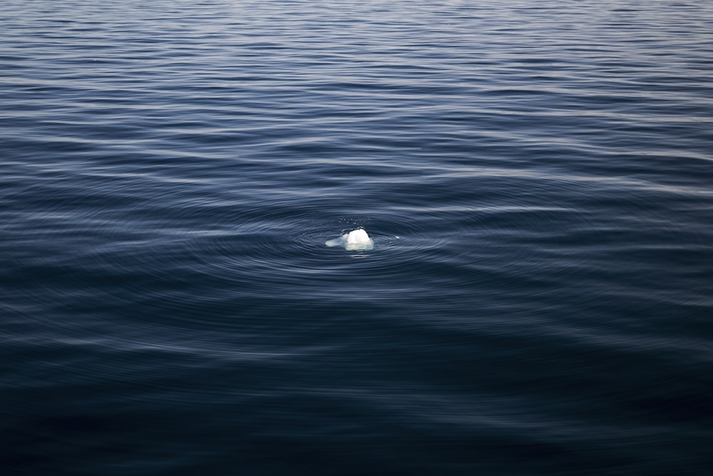 a single white object floating on top of a body of water