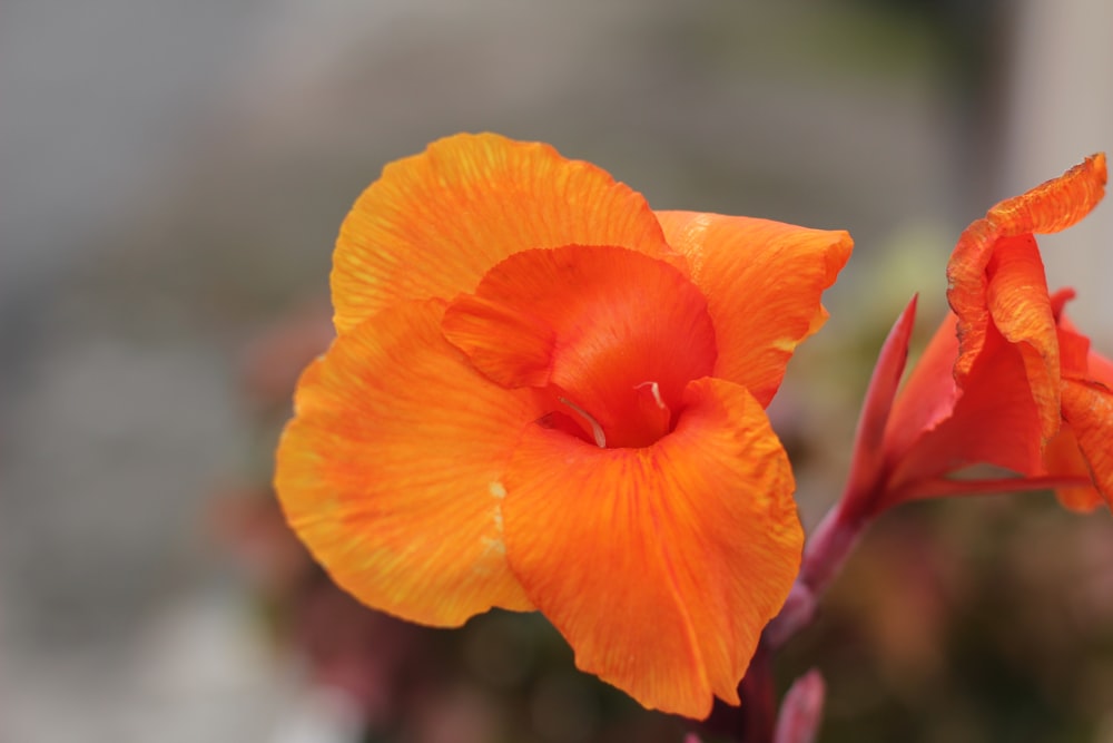 um close up de uma flor com um fundo desfocado