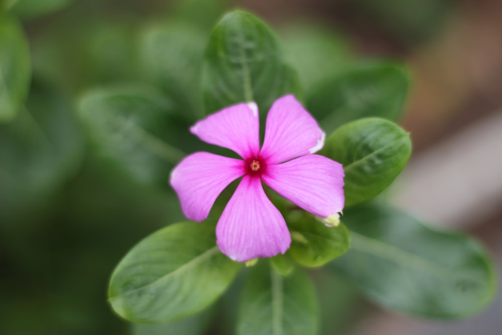 un fiore rosa con foglie verdi sullo sfondo