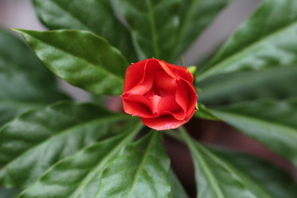 a red flower with green leaves in the background