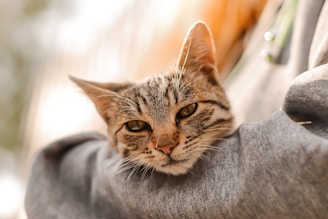 A close-up shot of a cat nestled comfortably in its owner's arms with muted colors.
