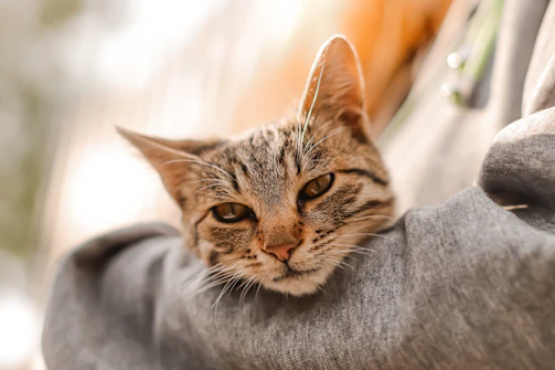 A gentle tabby cat nestled in a volunteer's arms, basking in soft afternoon light.