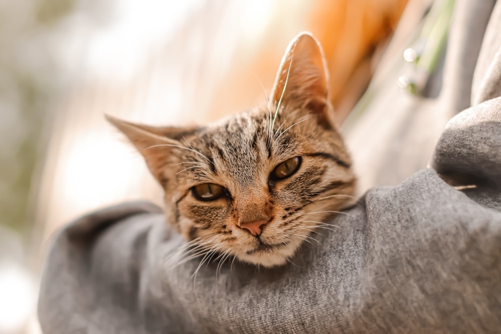 a close up of a cat sitting on a couch