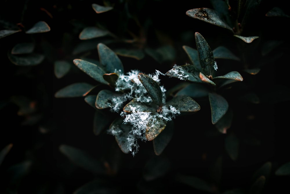 a close up of a plant with snow on it