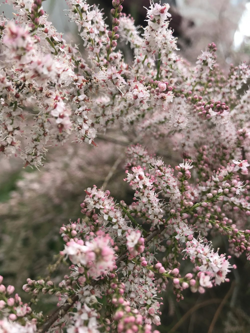 a close up of a bunch of pink flowers