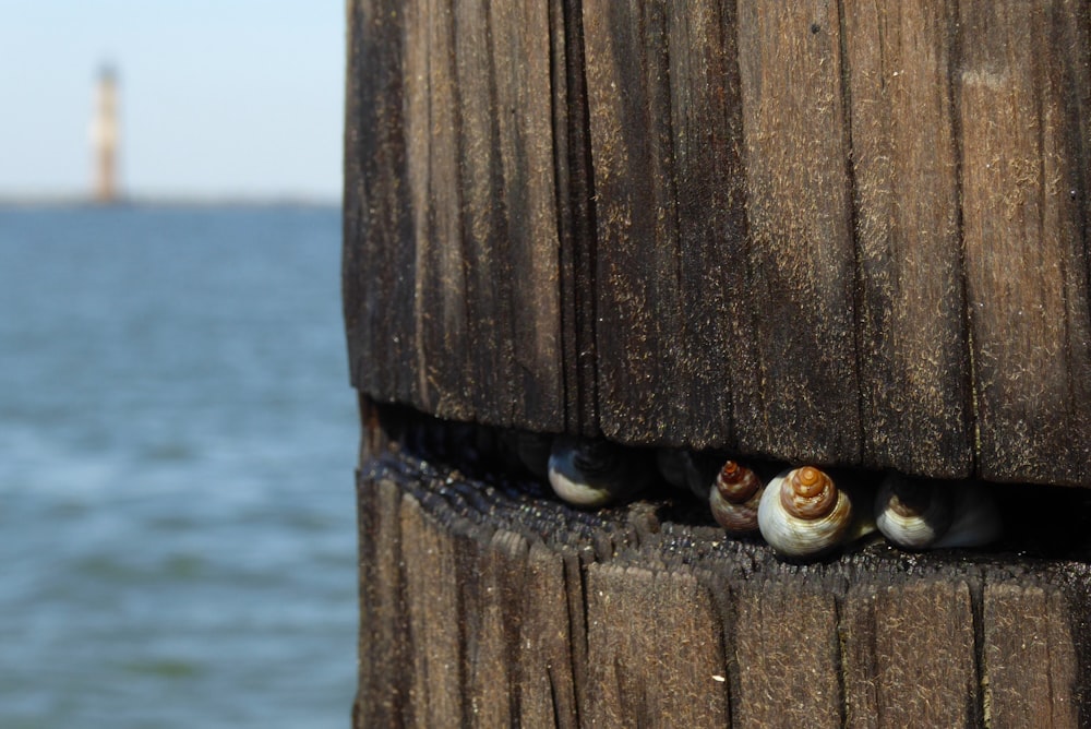 a group of little birds sitting on top of a wooden pole