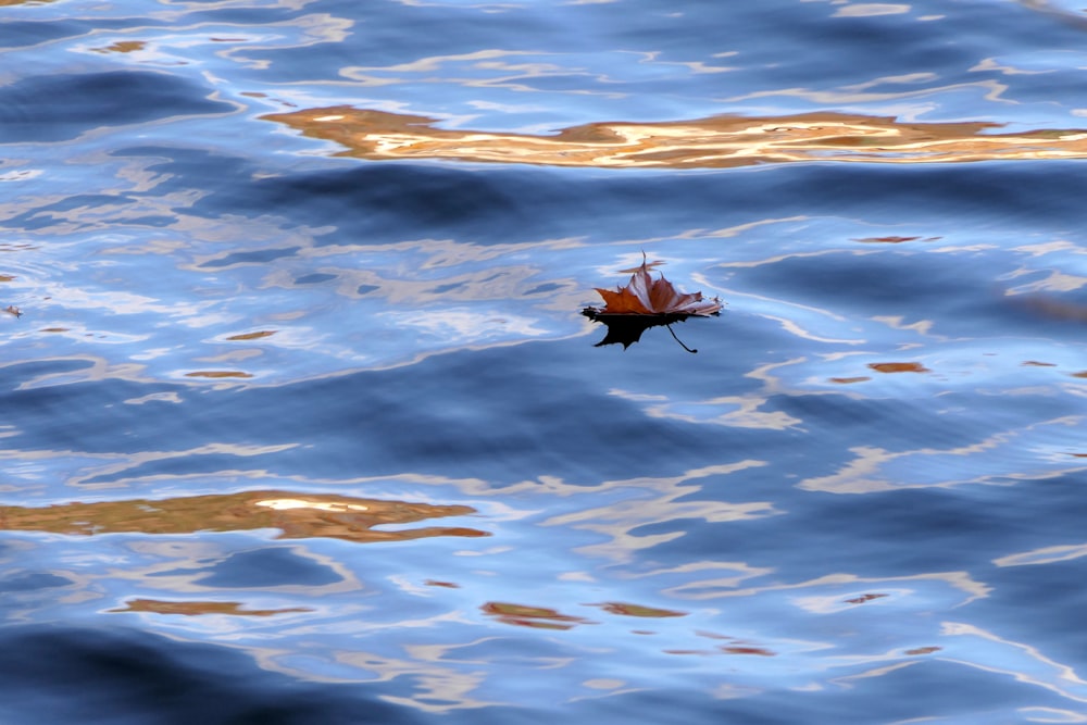 a leaf floating on top of a body of water