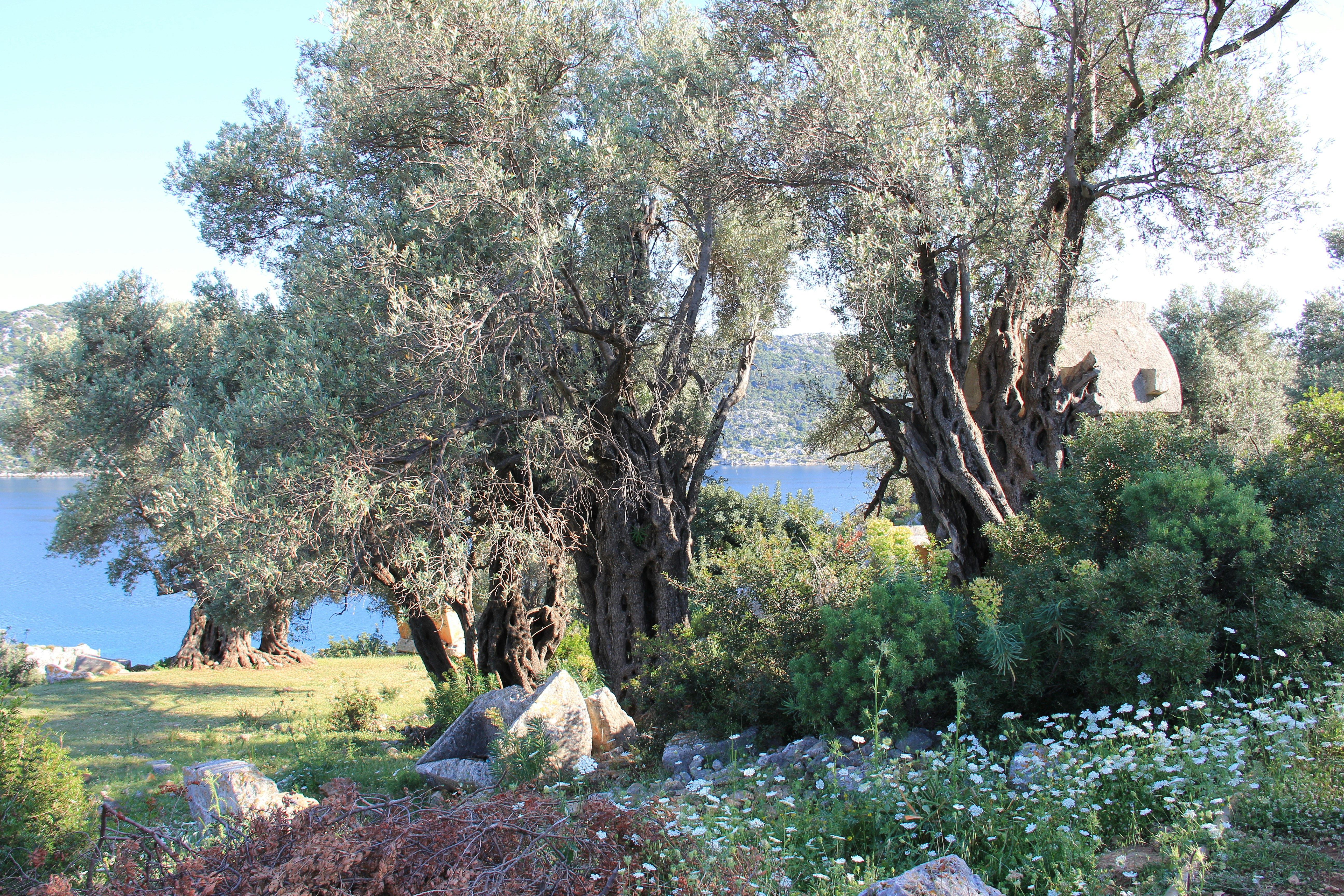 a group of trees near a body of water