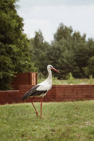 A tall stork with a white body, black wings, and long red legs is standing on a grassy area. In the background, there are wooden structures and dense green trees.