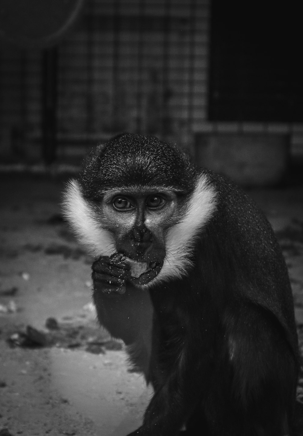 a black and white photo of a monkey eating something