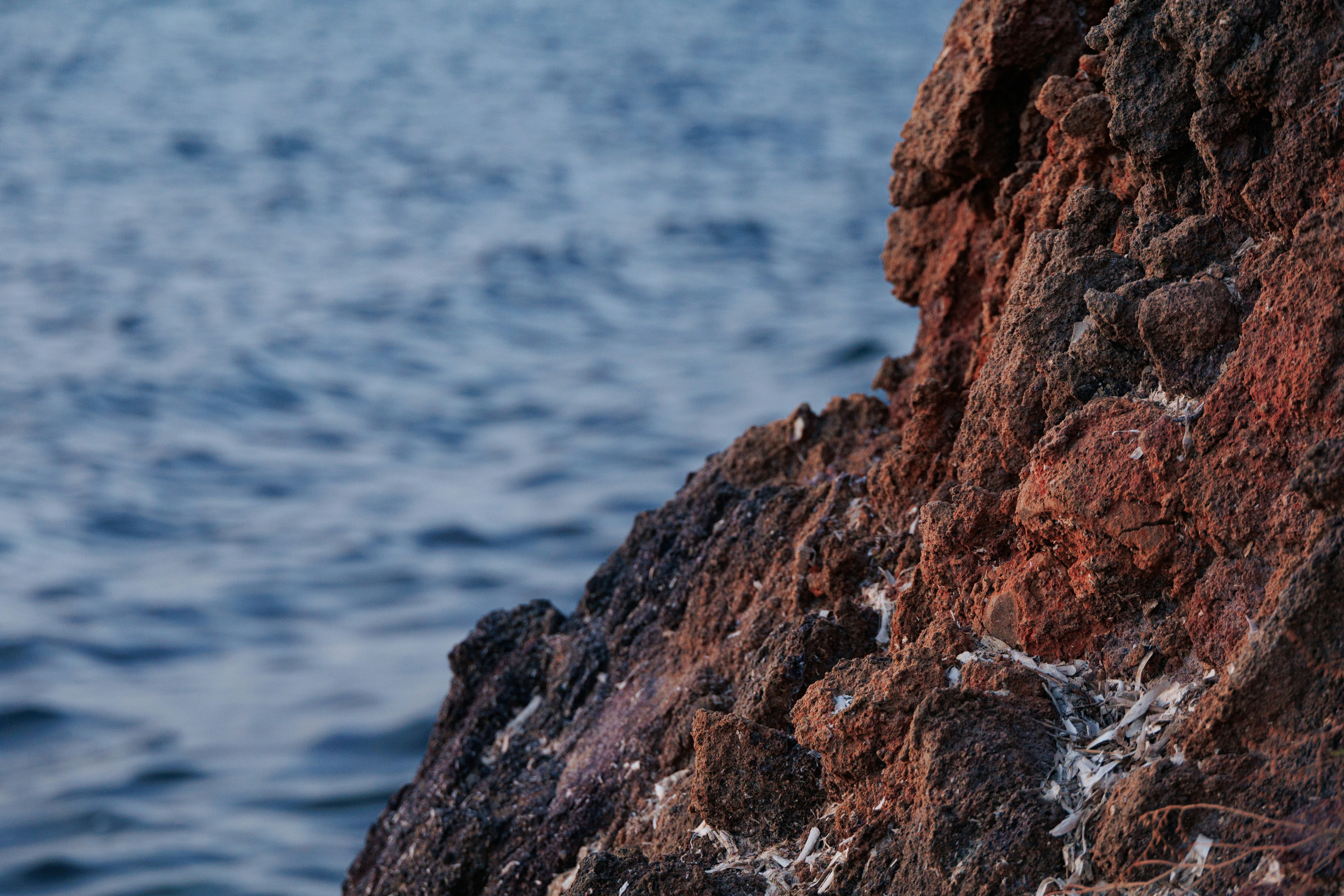 바다 근처 바위에 앉아 있는 갈매기