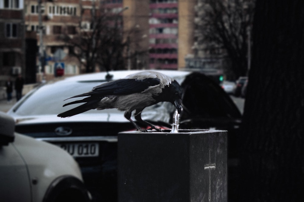 a black and white bird sitting on top of a box