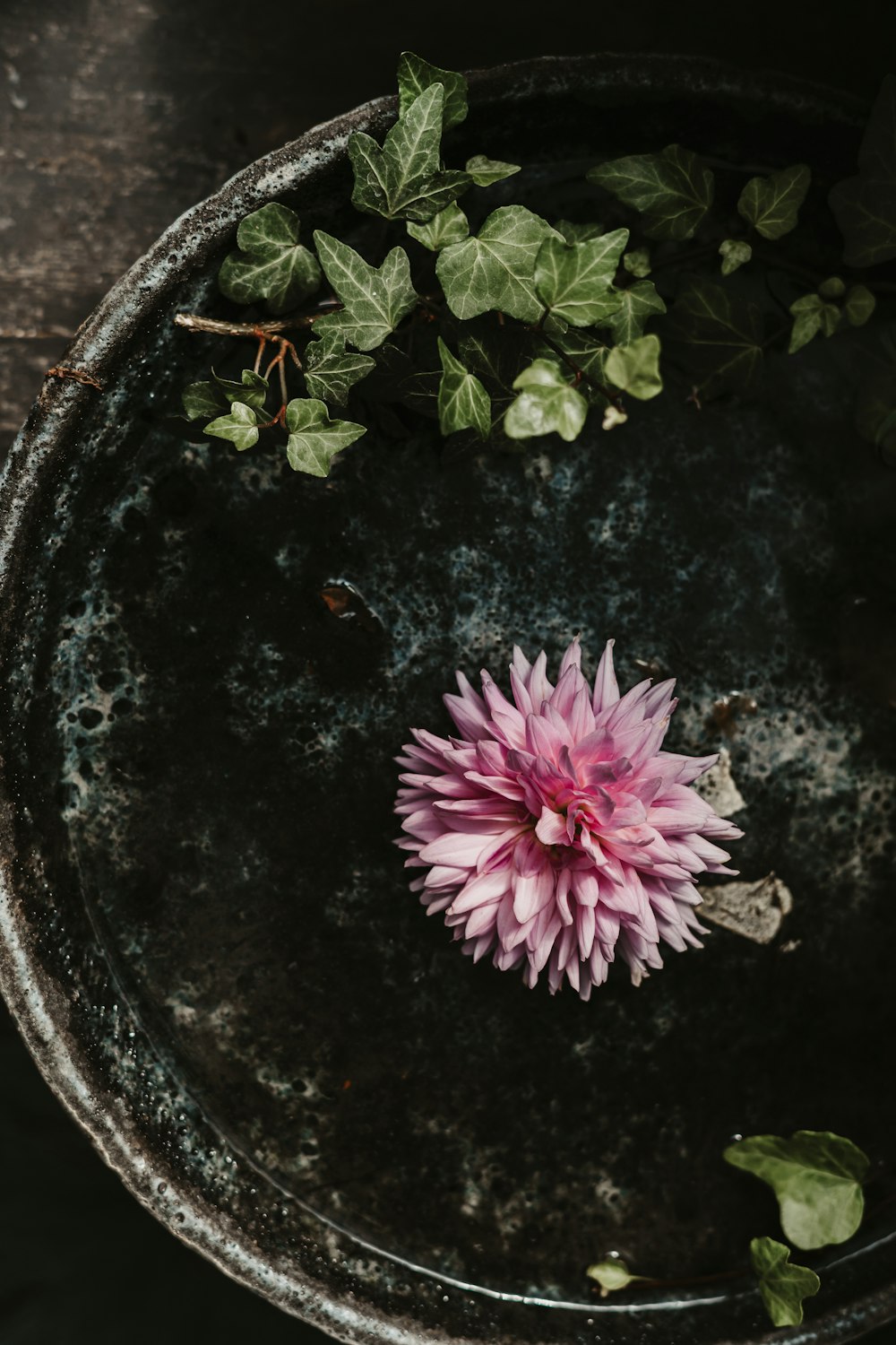 a pink flower sitting in a bowl of water