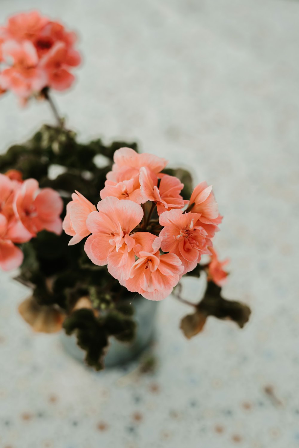 a vase filled with pink flowers on top of a table